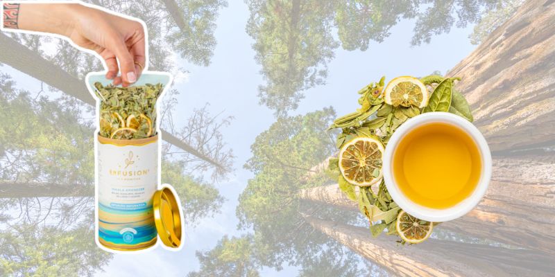 Infusiones para otoño e invierno: tu mejor ritual en los días fríos