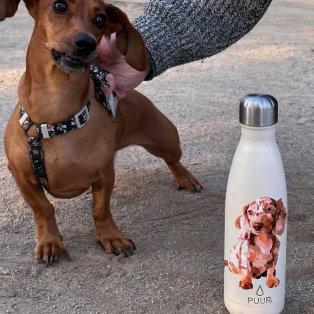 Botella Térmica Teckel 500ml